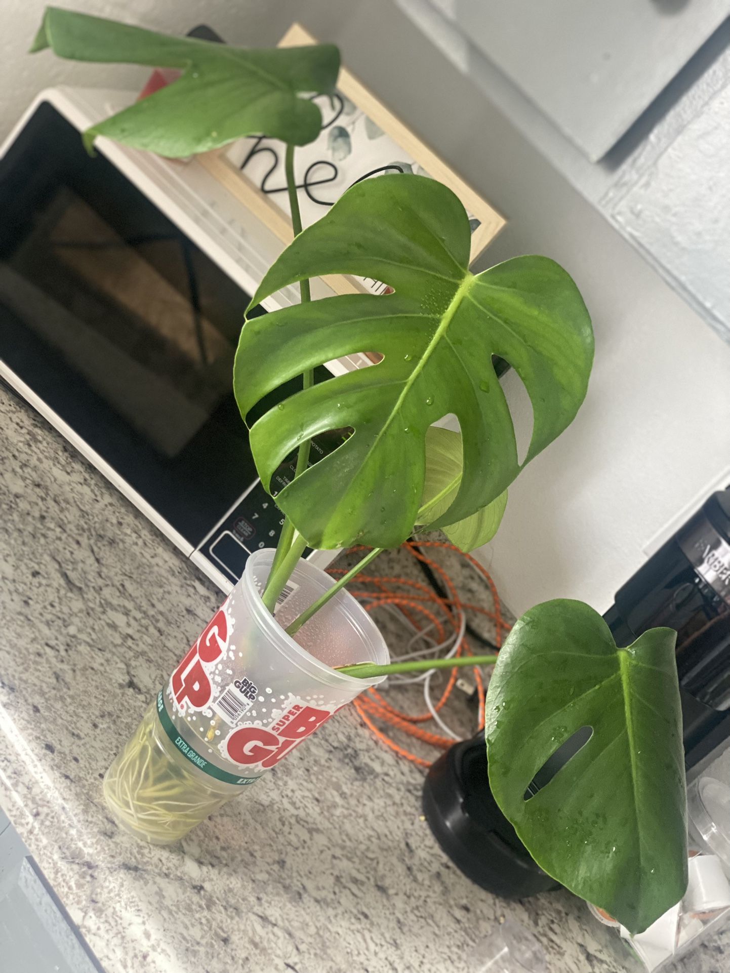 Monstera House Plant