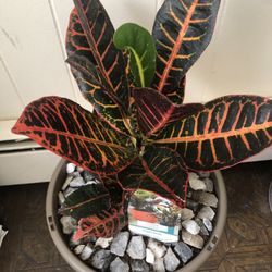 Plant 🪴 21 inches 