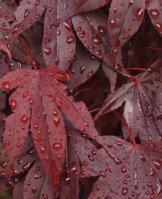 Japanese Maple Tree