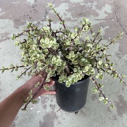 6in Pot Variegated Elephant Bush Succulent 