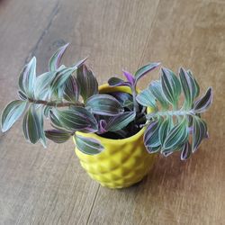 Beautiful Tradescantia Fluminensis " Feeling Flirty" Plants 