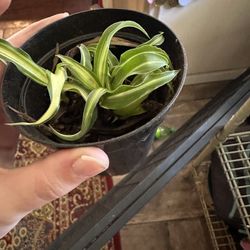 Small Spider Plant 