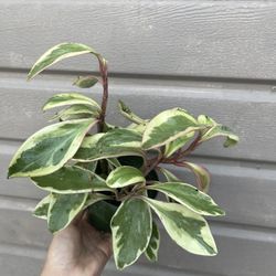 4” peperomia ginny 