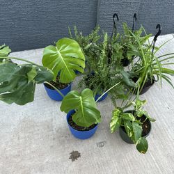 Plants for sake 10 each 