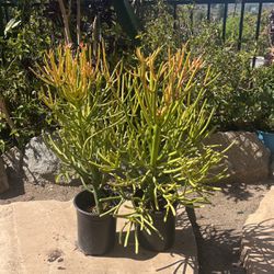 2 Firestick Succulent Plants (Euphorbia Tirucalli)