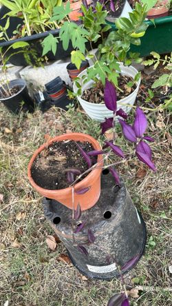 Plant