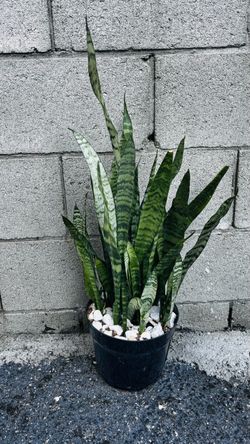 Snake Plant in Black Nursery Pot