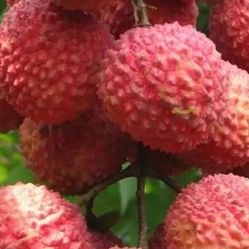 Lychee Sweetheart Trees,arboles 
