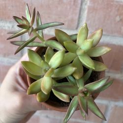 Echeveria Succulents in Terracotta Pot — 2 Varieties
