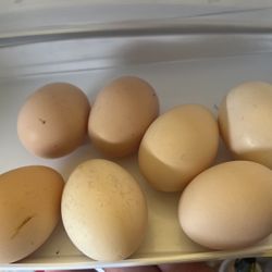 Chicken Eggs