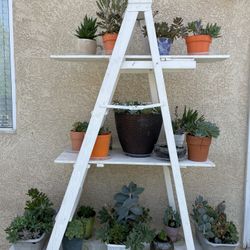 Succulents Arrangments Big N Small.