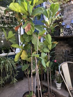 Tree Ficus Fig 