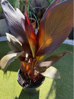 Canna Lava Rock