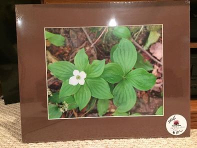 Nature Photographs