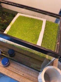 Free Floating Aquarium Plants 