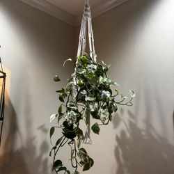 Hanging Pearls & Jade Pothos Plant