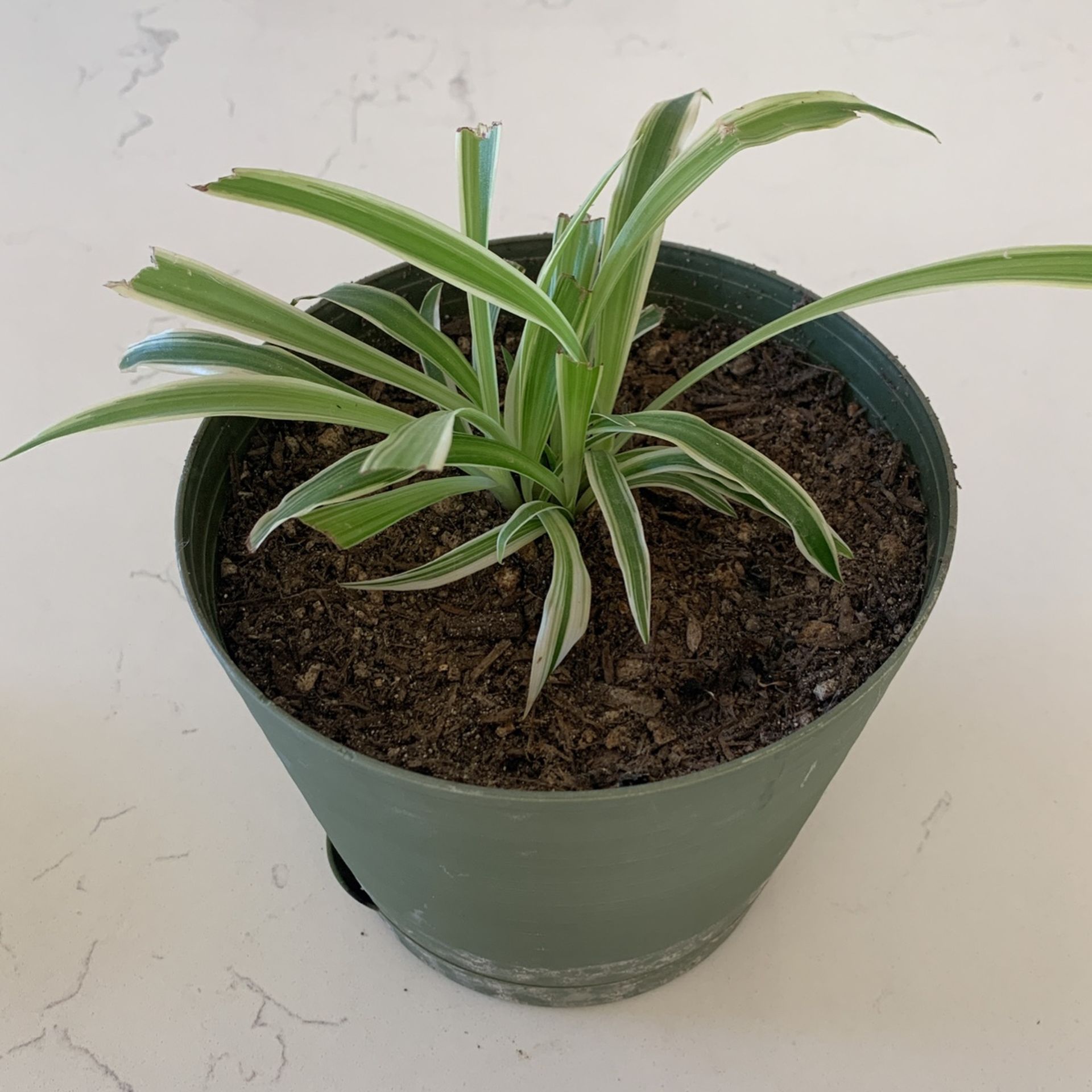 Spider Plant In Plastic Pot