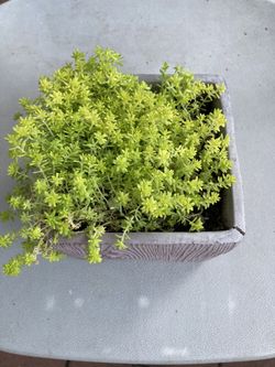 Plant