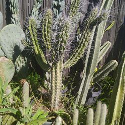 Cactus branches cactus plant