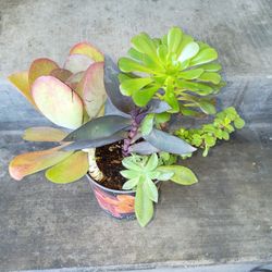 Succulent 