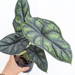 Alocasia Baginda Dragon Scale Plant 4" Pot - Indoor House Plants