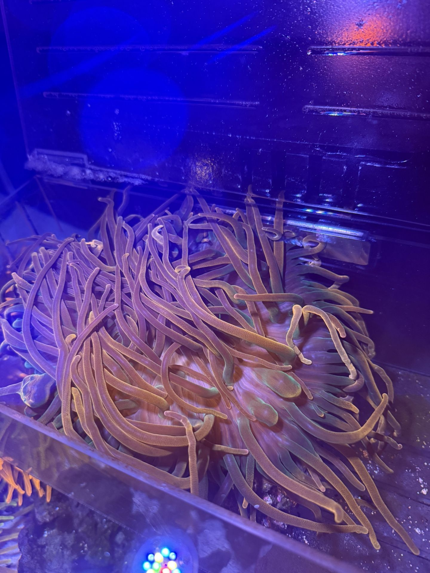 Fake Reef Tank Decoration 