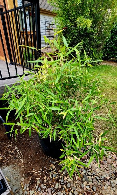 Bamboo Plants In Pots