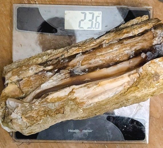Large 23lb Agatized Petrified Wood Fossil Specimen Pacific Northwest