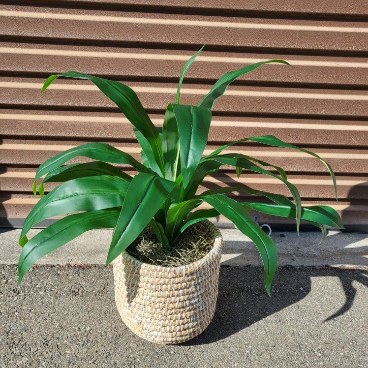 Dracaena Fragrans Decorative Faux Houseplant