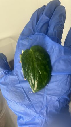 Scindapsus Snake Scale RARE AROID Single Node 1Leaf  Cutting 