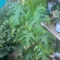 Reverted Monstera Aurea 