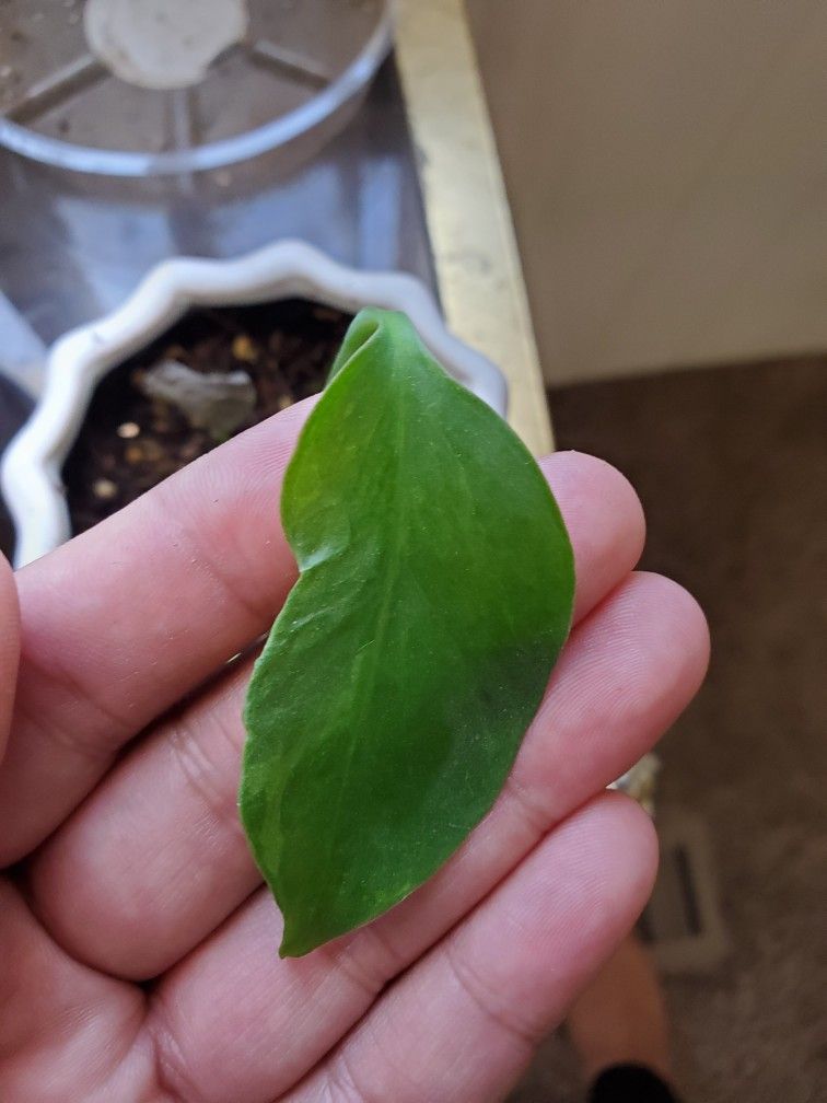 Sport Variegated Monstera Deliciosa