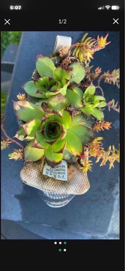 Unique Skechers Shoe Succulent Planter