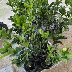 Jasmine sambac Grand Duke Supreme Plants 