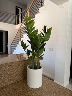 Artificial ZZ Plant in White Ceramic Planter – 20” Tall