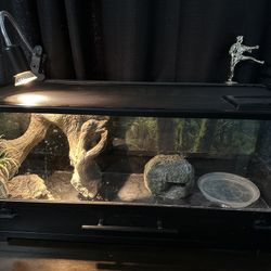 Terrarium Tank, Gecko And Decorations 