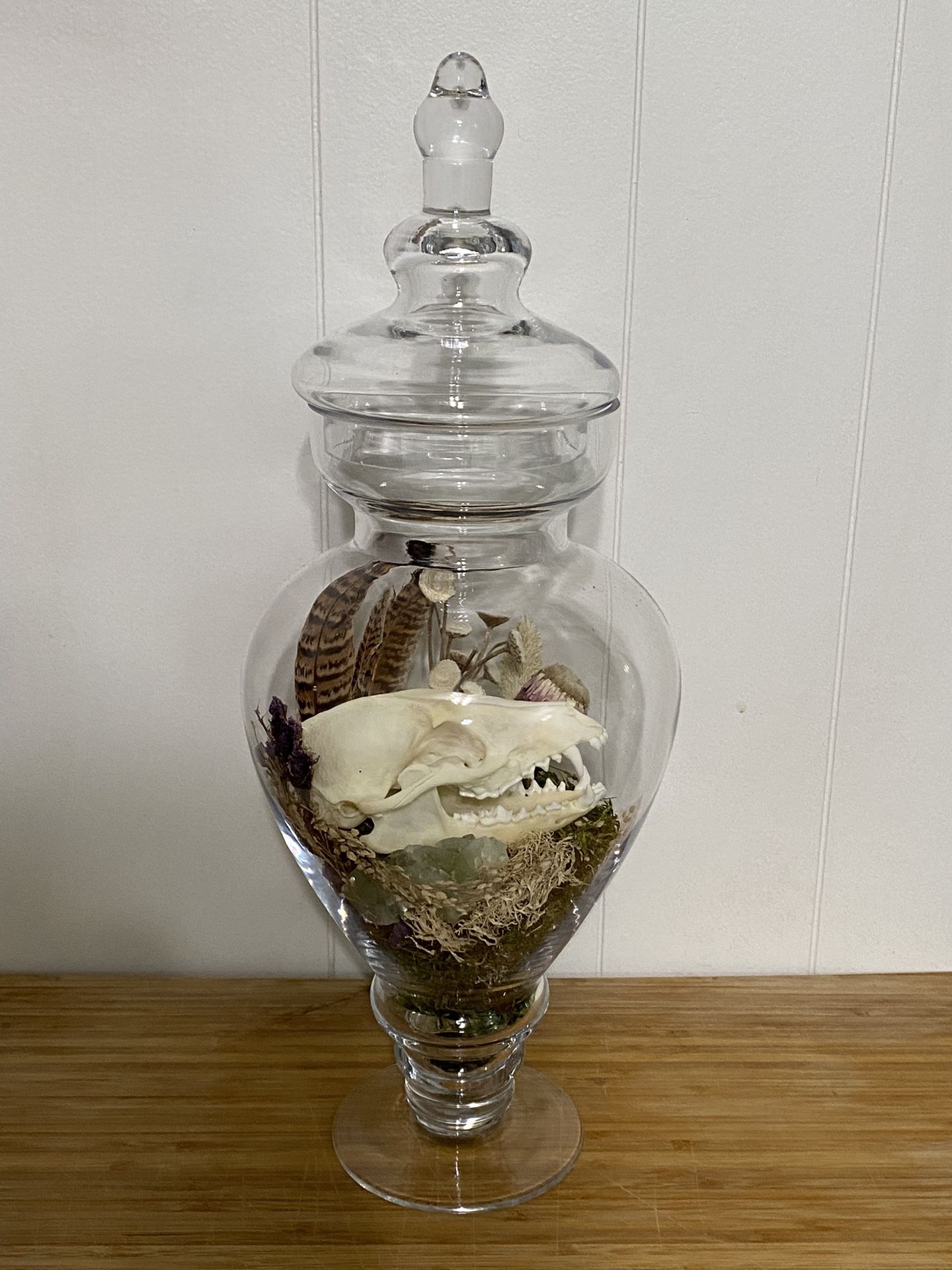 Japanese Tanuki “Raccoon Dog” Specimen