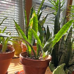 Snake Plant 