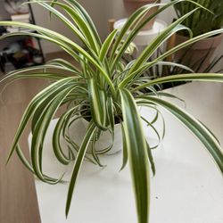 Spider Plant