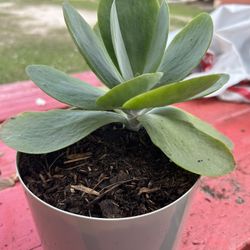 Planta Suculenta 