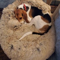 The Original Calming Dog Bed
Large: Best Friends by Sheri 