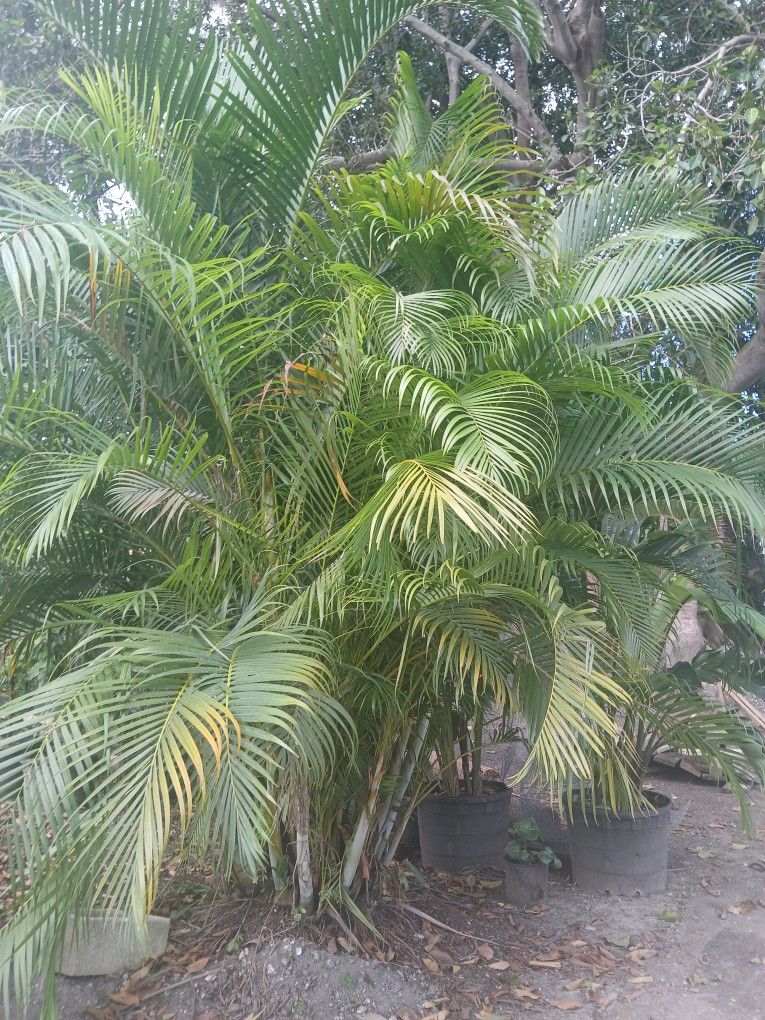 dracaena indoor plant care TORNADO' DRACAENA – Wild Thing Botanicals main image 0