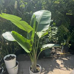 Bird Of Paradise 2in1 5ft