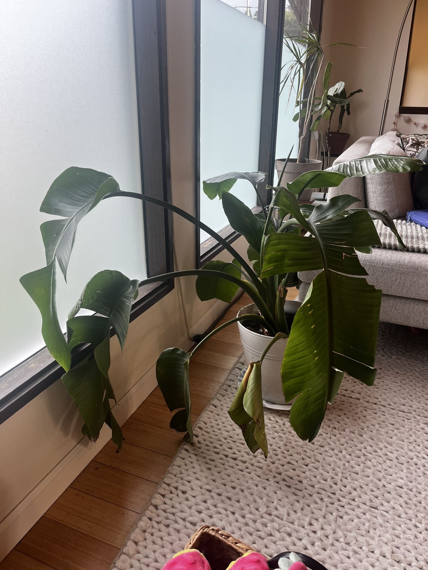 Bird Of Paradise Plant