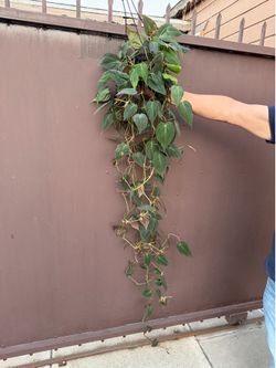 6” xxl micans philodendron