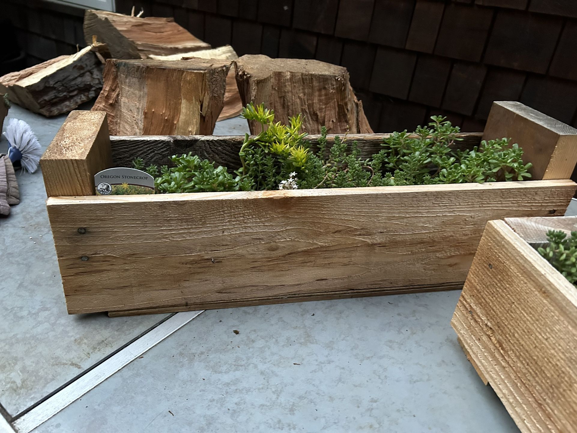 Succulent table pieces, small micro garden
