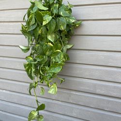 6” golden pothos