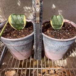 Hoya Heart In Ceramic Pot  Two Available $13 H 