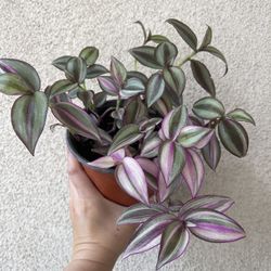 Beautiful Tradescantia Quadricolor Plant 6’pot