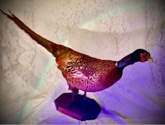 Vintage Pheasant Taxidermy Mount 🦚 Spooky Halloween / Victorian Oddities / Cabin Decor
